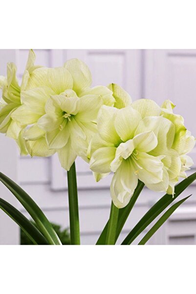 LOBELYA TOHUMCULUK Soft Sarı Renkli Double Amaryllis Çiçeği Soğanı Güzel Hatun Kokulu