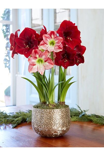 LOBELYA TOHUMCULUK Renkli Amaryllis Çiçeği Soğanı ( Güzel Hatun ) Kokulu