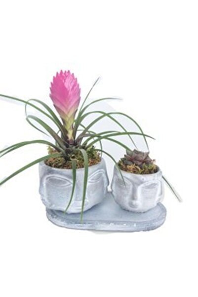 Orkide Mini Hava Bitkisi Tillandsia & Sukulent & Eskitme Face Beton Saksıda Hediyelik Canlı Çiçek