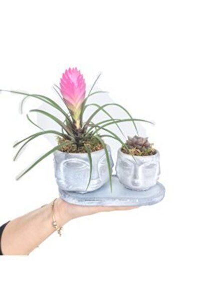 Orkide Mini Hava Bitkisi Tillandsia & Sukulent & Eskitme Face Beton Saksıda Hediyelik Canlı Çiçek