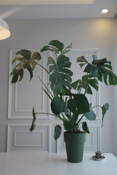 Monstera Büyük Boy Deve Tabanı Bitkisi Terracotta Saksılı