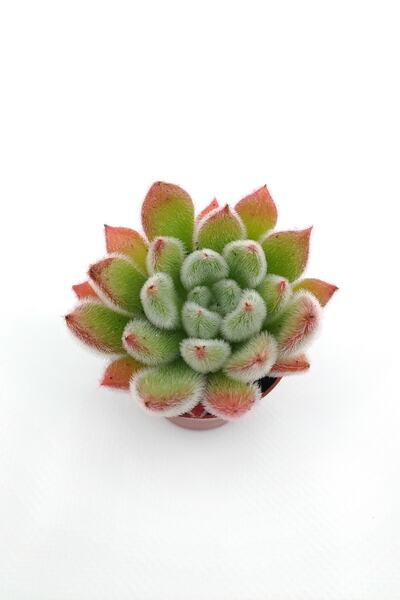 kaktuskent Echeveria Setosa Sukulent
