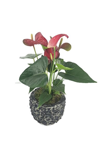 Orkide Flamingo Çiçeği Antoryum Anthurium & Siyah Magle Beton Saksıda Hediyelik Canlı Çiçek