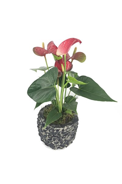 Orkide Flamingo Çiçeği Antoryum Anthurium & Siyah Magle Beton Saksıda Hediyelik Canlı Çiçek