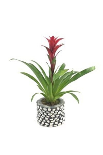 Orkide Kırmızı Yıldız Çiçeği Guzmanya Guzmania & Eskitme Slither Beton Saksıda Hediyelik Canlı Çiçek