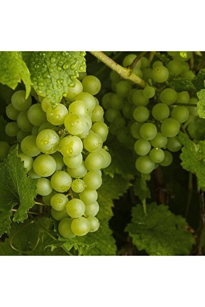 mutbirlik Tüplü Yöresel Çeşit Emir Üzüm Fidanı