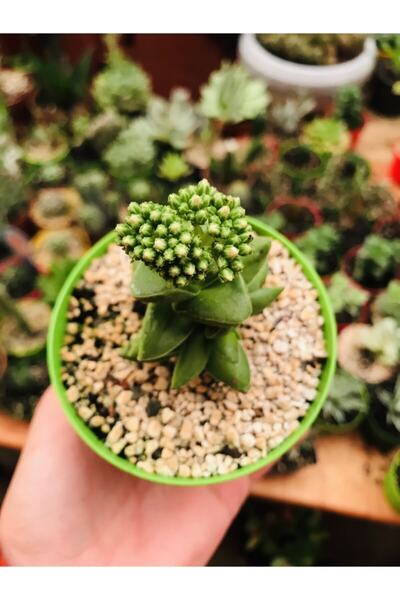 Crassula Springtime Succulent Pink Floral
