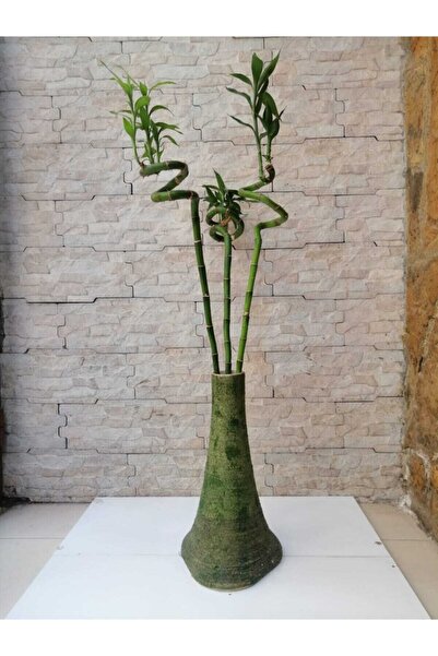ekinoksart Şans Bambusu 70-80 Cm 3 Adet