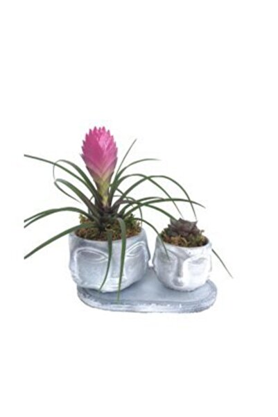 Orkide Mini Hava Bitkisi Tillandsia & Sukulent & Eskitme Face Beton Saksıda Hediyelik Canlı Çiçek