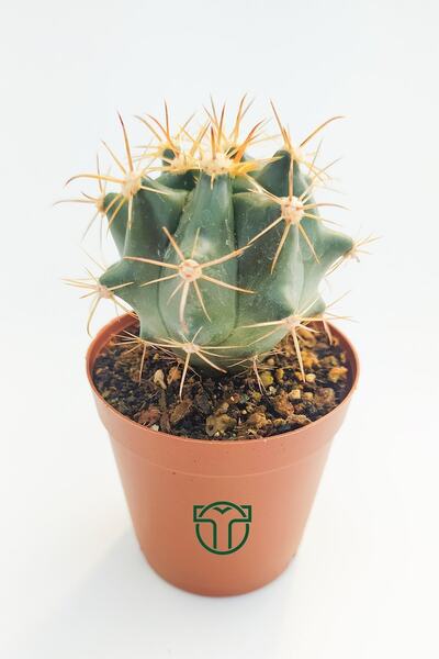 Toptan Kaktüs Ferocactus Horridus Kaktüs - 5.5 Cm Saksıda