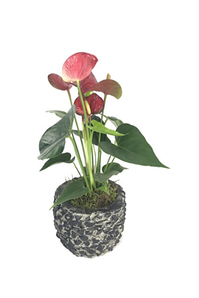 Orkide Flamingo Çiçeği Antoryum Anthurium & Siyah Magle Beton Saksıda Hediyelik Canlı Çiçek