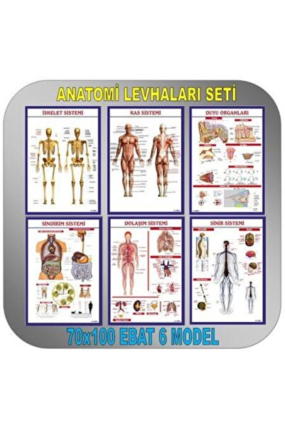 Gürbüz Anatomi Levhaları 6'lı Set - 6 Adet Harita - Çıtalı