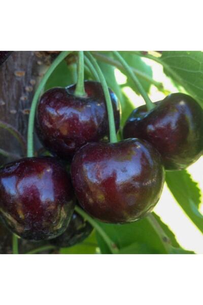 mutbirlik Tüplü Yarı Bodur Ziraat 0900 Napolyon Kiraz Fidanı