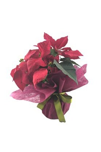 Çiçek Atatürk Çiçeği Ponsetya Poinsettia & Mor Sarım Yeşil Kurdele Saksıda He...