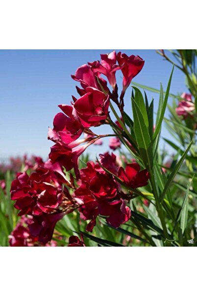 ÇİÇEKLİFE Zakkum Çiçeği ( Nerium Oleander ) Kırmızı Renk 70 80 Cm Boy Tüplüdür