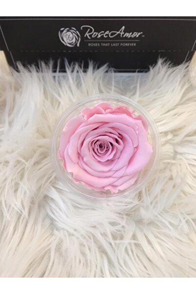 Rose Amor Roseamor Xl وردة كبيرة مفعمة بالحيوية وغير باهتة