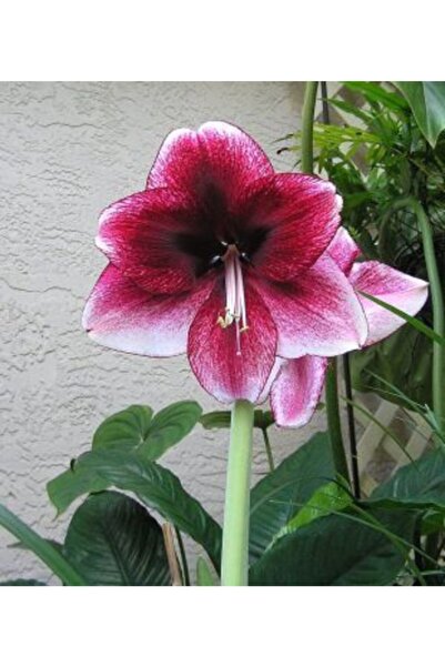 LOBELYA TOHUMCULUK 1 Adet Anaç Özel Renkli Amaryllis Çiçieği Soğanı ( Güzel Hatun ) Kokulu