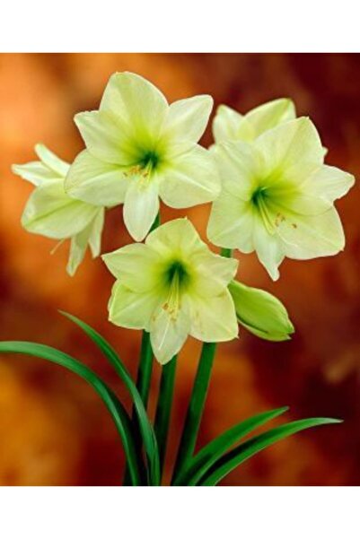 LOBELYA TOHUMCULUK Gün Sarısı Renkli Anaç Amaryllis Çiçeği Soğanı ( Güzel Hatun ) Kokulu