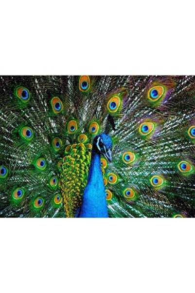 Nova Puzzle 41113 لغز وقت البناء 1000 قطعة