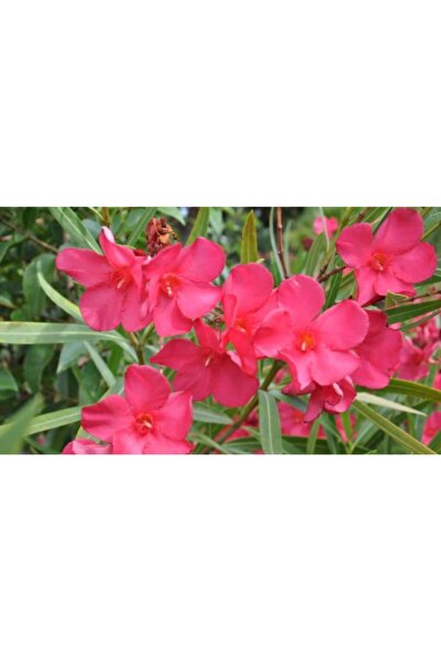 ÇİÇEKLİFE Zakkum Çiçeği ( Nerium Oleander ) Pembe Renk 70 80 Cm Boy Tüplüdür