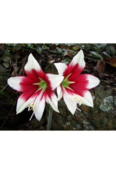 LOBELYA TOHUMCULUK Beyaz-kırmızı Göbekli Amaryllis Çiçeği Soğanı Anaç ( Güzel Hatun ) Kokulu