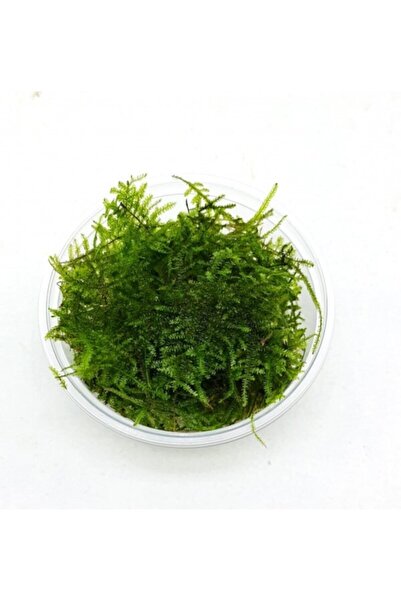 Genel Markalar Akvaryum Bitkisi Christmas Moss Canlı Güzel Form Dolu Dolu 1 Cup