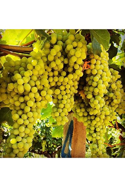 ÇİÇEKLİFE Üzüm Fidanı ( Mersin Tarsus ) Çekirdeksiz Tüplüdür 30 40 Cm Boy