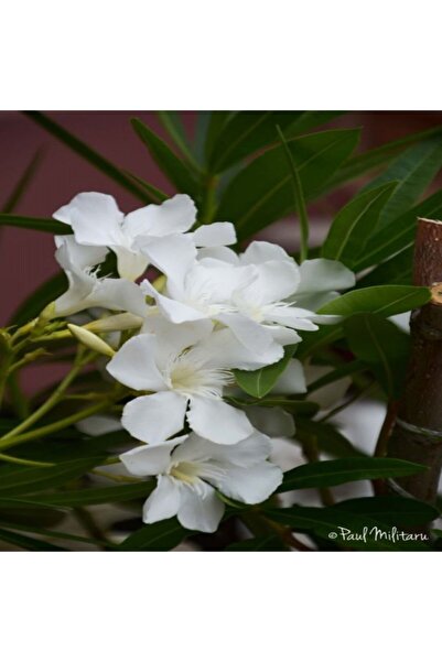 ÇİÇEKLİFE Zakkum Çiçeği ( Nerium Oleander ) Beyaz Renk 70 80 Cm Boy Tüplüdür