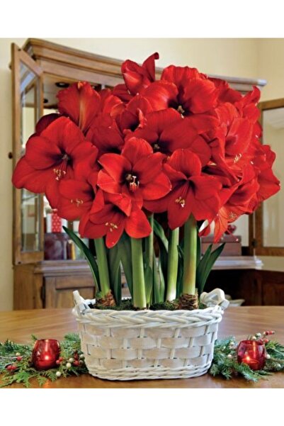 KAMONDO TOHUM 1 Adet Kırmızı Renkli Amaryllis Çiçeği Soğanı (HİPPEASTRUM)