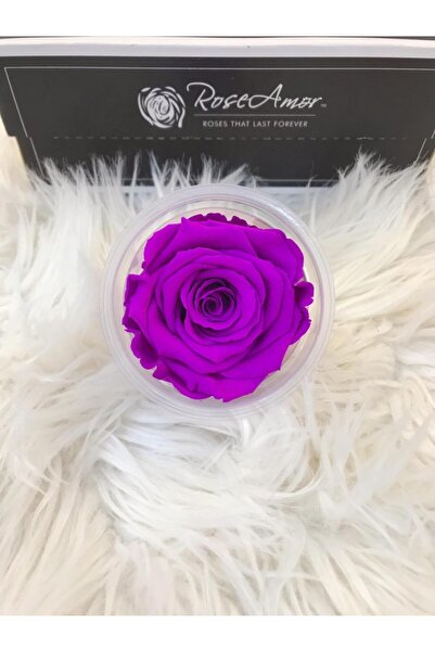 Rose Amor Xl وردة نابضة بالحياة لا تتلاشى