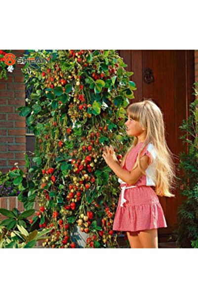 ÇİÇEKLİFE 10 Adet Çilek Fidanı Tırmanan ( Sarmaşık ) Kendiliğinden Uzamaz Açı...