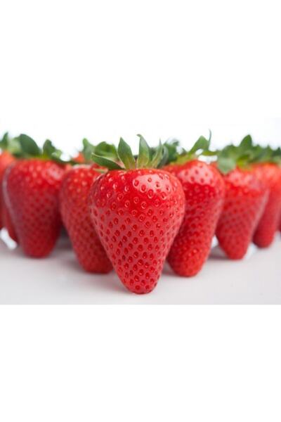 ÇİÇEKLİFE 24 Adet Çilek Fidanı ( Cabarla ) Açık Kök Ve Taze Sökümdür