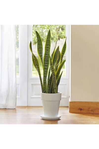 YEŞİLİMARKET Kılıç Çiçeği 70 -80 Cm Çok Köklü Paşa Kılıcı Sansevaria Peygambe...