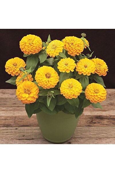FarmLife Tohum Sarı Renk Zinnia Çiçeği Tohumu