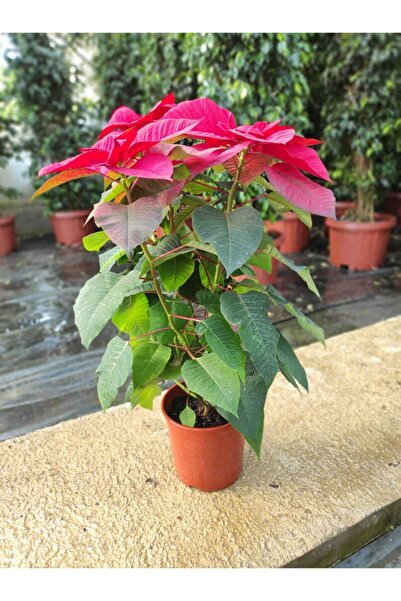 ADA ÇİÇEK EVİ Atatürk Çiçeği