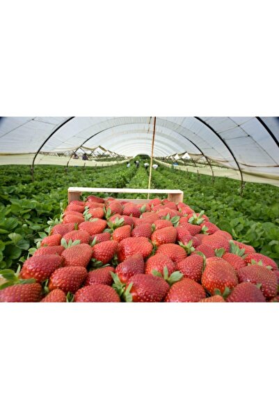 ÇİÇEKLİFE 100 Adet Çilek Fidanı ( Aromas ) Cinsi Açık Kök Ve Taze Sökümdür