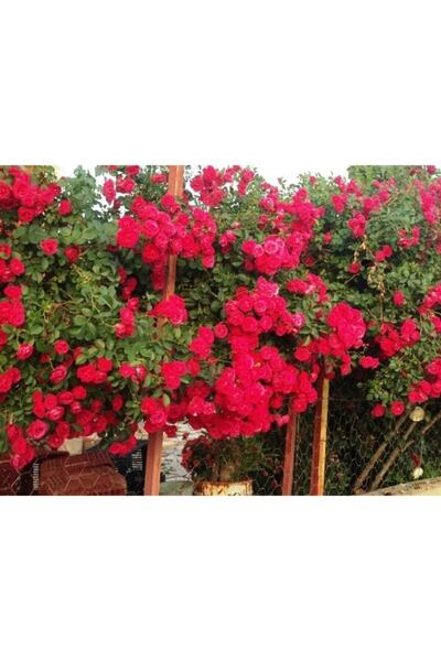 E-fidancim Tüplü Kokulu Kırmızı Cherry Belle Sarmaşık Gül Fidanı(150-200 Cm)
