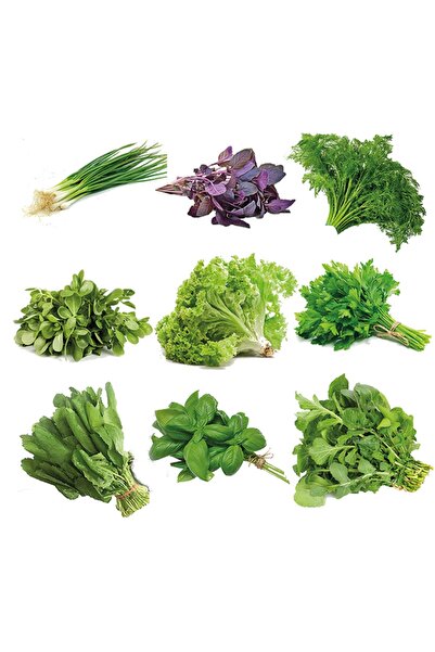 Genel Markalar Süper Karışık Yeşillik 9 Çeşit 1000+ Adet Doğal Tohum Saksı Ve...