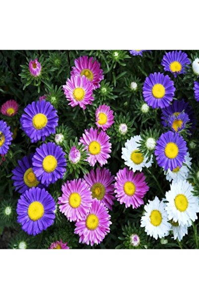 Floramut Dilber Kirpiği Yıldız Patı Çiçeği Tohumu-50 Tohum