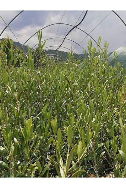 NET TARIM 4 Adet.arbequina Bodur Zeytin Fidanı 1 Yaşlı 30-60 Cm