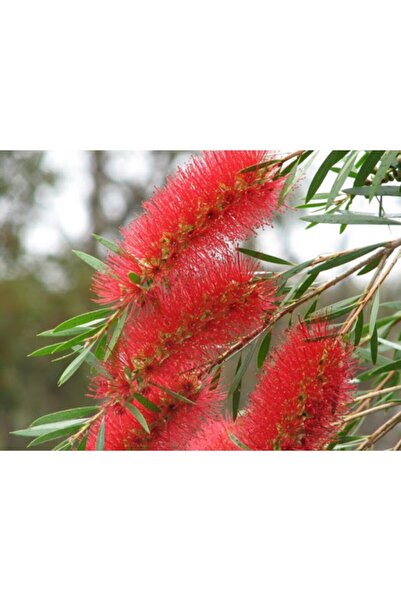 FidanDiyarı Kırmızı Fırça Çalısı Fidanı