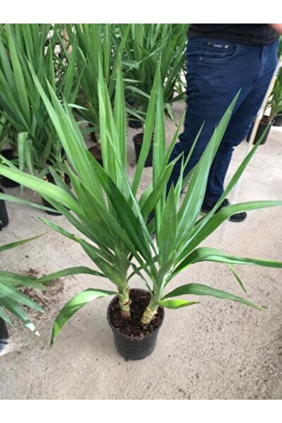 baydem sera ve çiçekçilik Yukka Bitkisi Yuka Çelik Gövde 90 100 Cm Ev Bitkisi Salon Bitkisi Ofis Bitkisi 2 Li