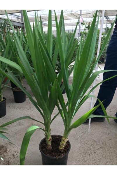 baydem sera ve çiçekçilik Yukka Bitkisi Yuka Çelik Gövde 90 100 Cm Ev Bitkisi Salon Bitkisi Ofis Bitkisi 2 Li