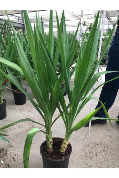 baydem sera ve çiçekçilik Yukka Bitkisi Yuka Çelik Gövde 90 100 Cm Ev Bitkisi Salon Bitkisi Ofis Bitkisi 2 Li