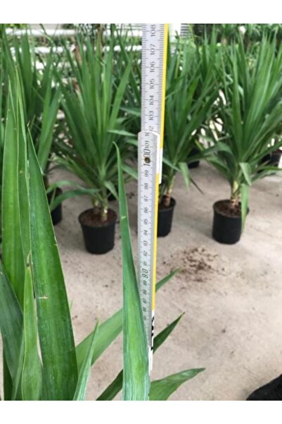 baydem sera ve çiçekçilik Yukka Bitkisi Yuka Çelik Gövde 90 100 Cm Ev Bitkisi Salon Bitkisi Ofis Bitkisi 2 Li