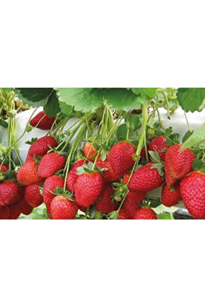 ÇİÇEKLİFE 5 Adet Çilek Fidanı ( Sweet Charie ) Aoroma Ve Meyvesi Güzel Açık K...