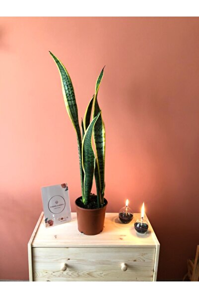 ParmiaGarden Parmia Garden Sansevieria Black Gold Large (paşa Kılıcı-uzun)