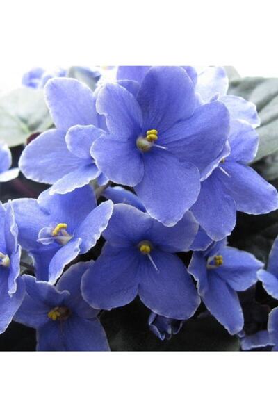 TohumBul Mavi Dev Çiçekli Hercai Menekşe Çiçeği Tohumu(100 Tohum)