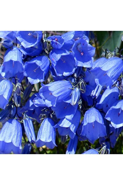 TohumBul Koyu Mavi Isabella Uzun Boylu Çan Çiçeği Tohumu -100 Tohum
