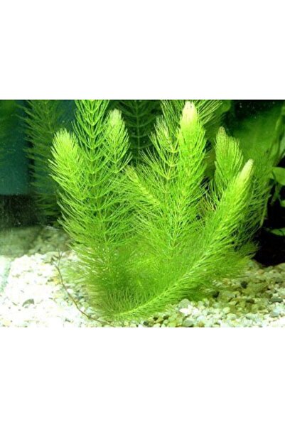 Genel Markalar Tilki Kuyruğu Canlı Akvaryum Bitkisi Yeşil-sarı 1pkt